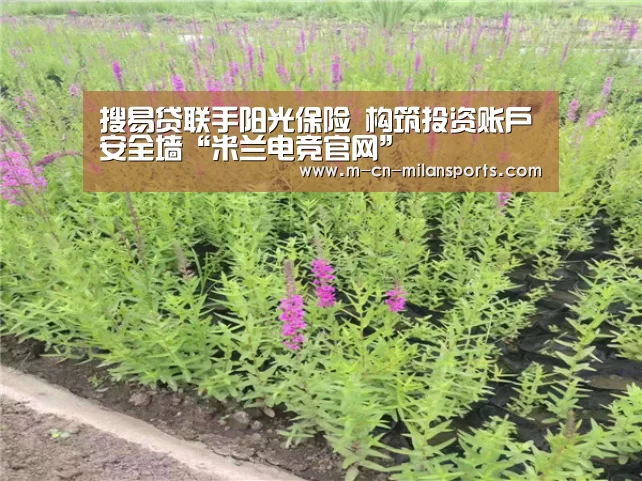 搜易贷联手阳光保险 构筑投资账户安全墙“米兰电竞官网”(图3) 米兰赛事